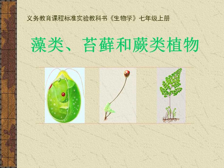 初中生物《藻类、苔藓和蕨类植物_》课件.ppt_第1页