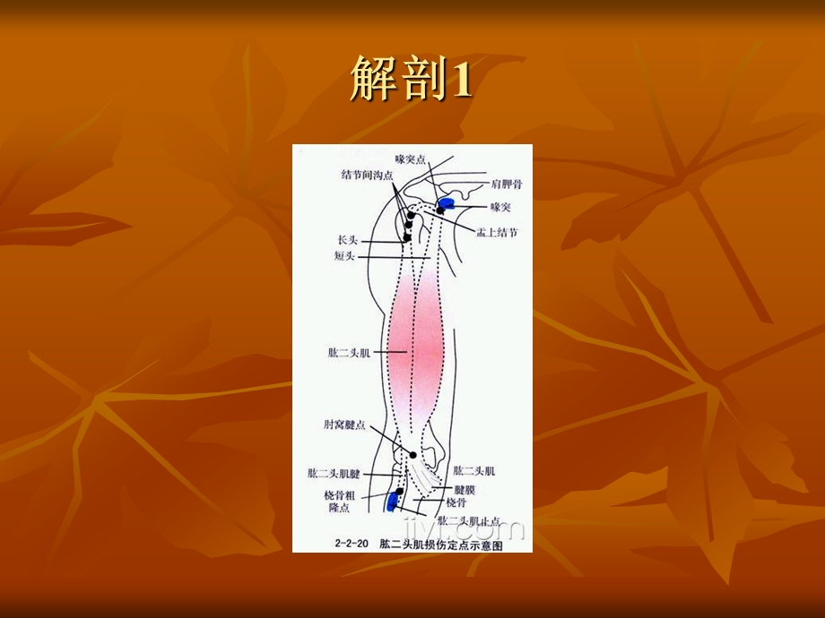 吕晓峰针刺筋节点疗法治疗肩周炎讲义ppt课件.ppt_第2页