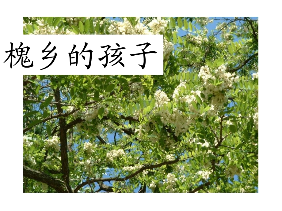 三年级语文课件《槐乡的孩子》.ppt_第1页