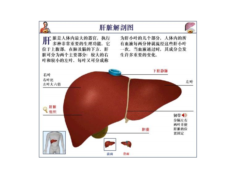 案例分析一肝功能检查ppt课件.ppt_第2页