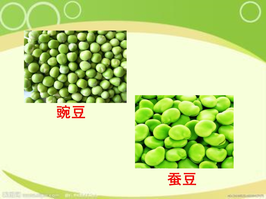 儿歌豌豆和蚕豆.ppt_第2页