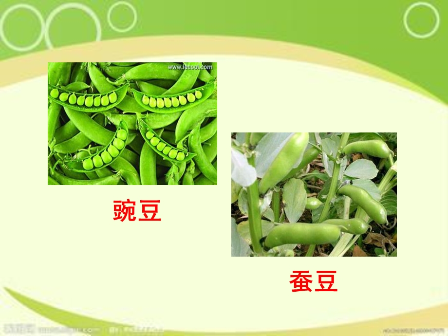 儿歌豌豆和蚕豆.ppt_第3页