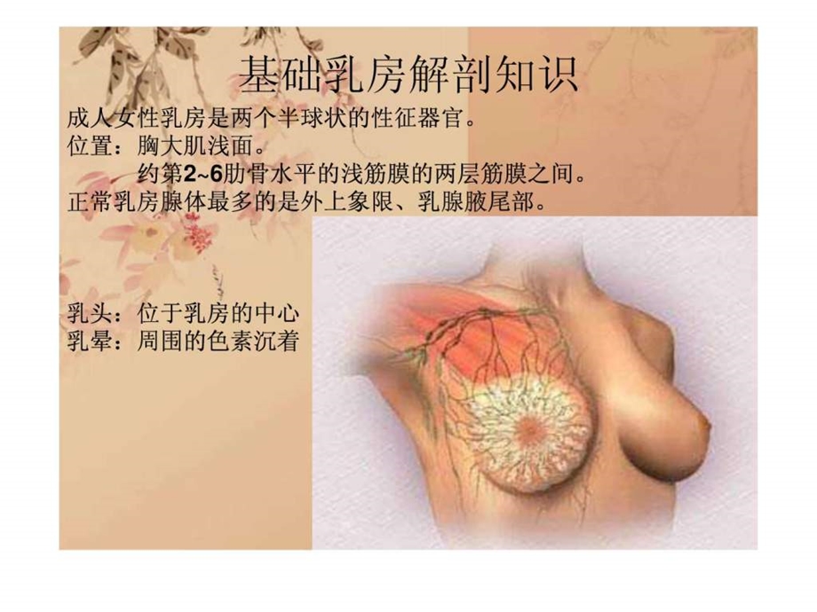 乳腺外科基本讲解图文.ppt.ppt_第2页