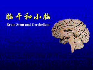 人体解剖学教学课件16脑干小脑.ppt