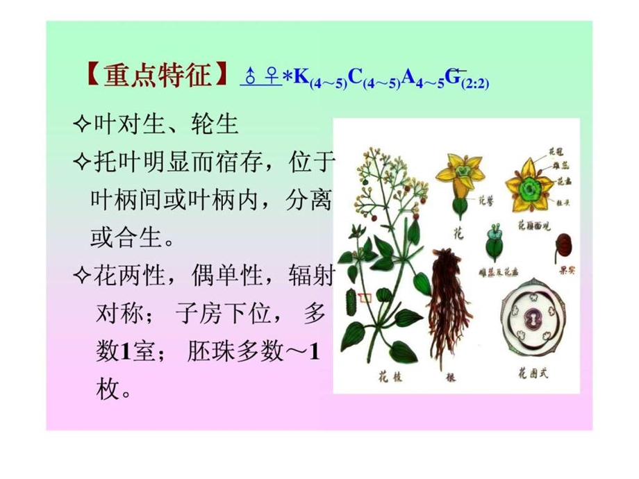 药用植物学合瓣花亚纲茜草菊科.ppt.ppt_第3页