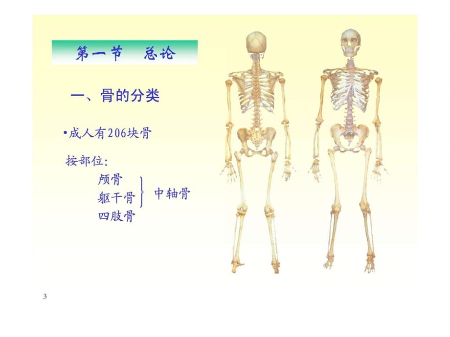 人体解剖骨学.ppt.ppt_第3页