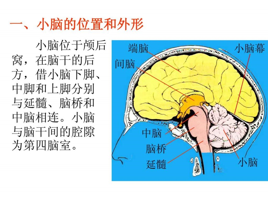 小脑间脑和端脑.ppt.ppt_第3页
