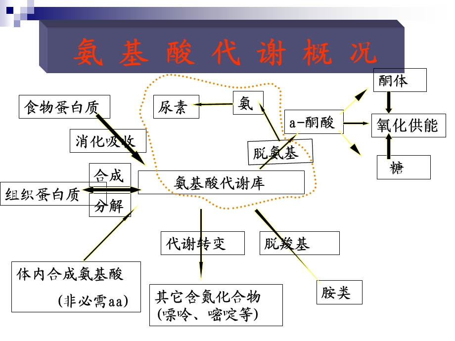 氨基酸代谢2.ppt_第2页