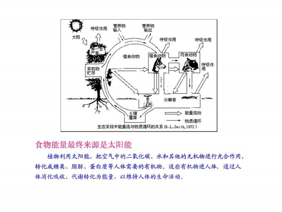 人体能量需求及必需营养素.ppt.ppt_第3页