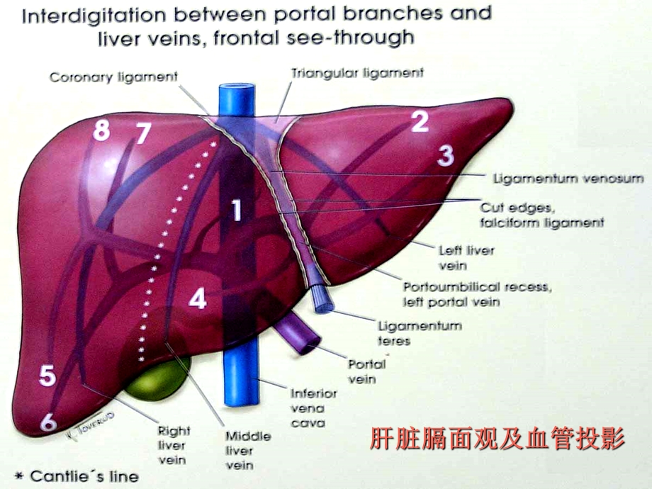 肝脏8段分法的影像学.ppt_第2页