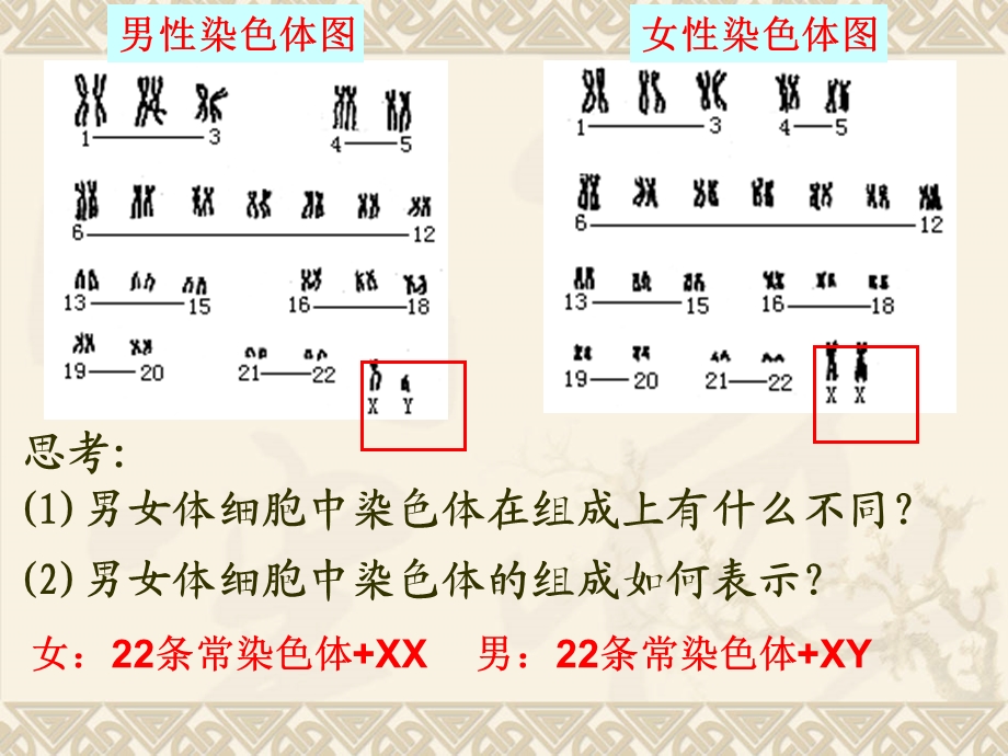 伴性遗传——张宁.ppt_第3页