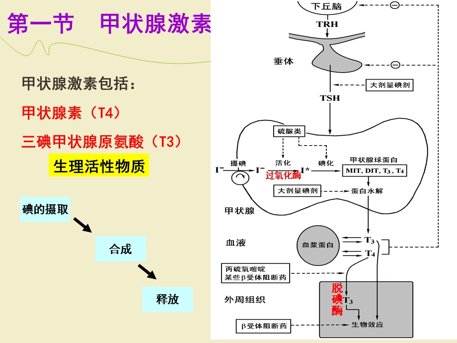 甲状腺激素和抗甲状腺药.ppt_第3页