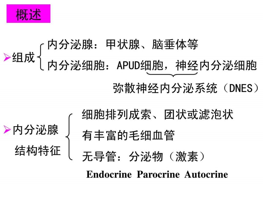 组织学与胚胎学第13章内分泌系统.ppt.ppt_第2页