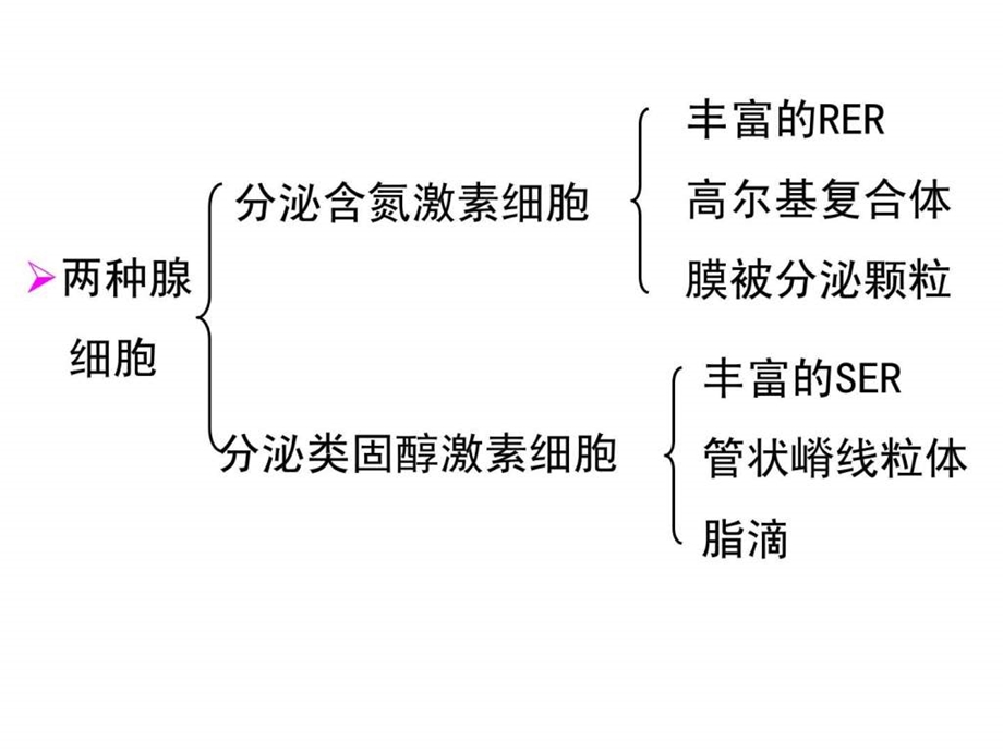 组织学与胚胎学第13章内分泌系统.ppt.ppt_第3页