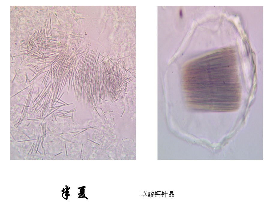 潘晓军药用植物学实验一系列显微图.ppt_第1页