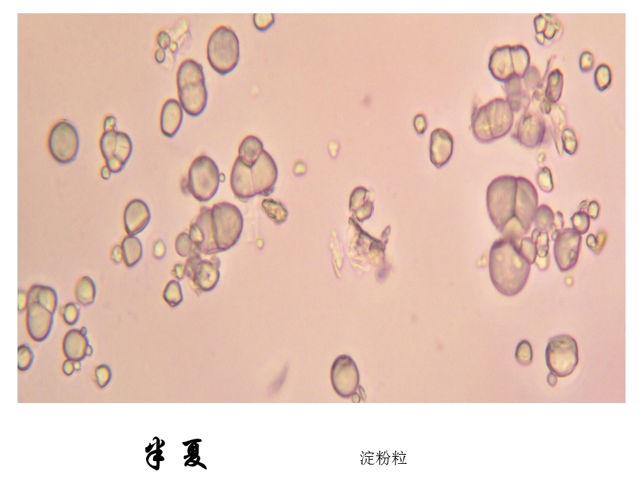 潘晓军药用植物学实验一系列显微图.ppt_第2页