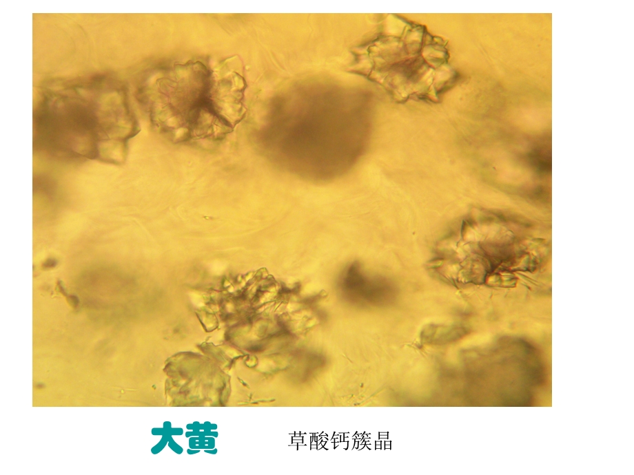 潘晓军药用植物学实验一系列显微图.ppt_第3页
