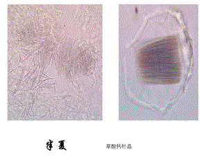 潘晓军药用植物学实验一系列显微图.ppt