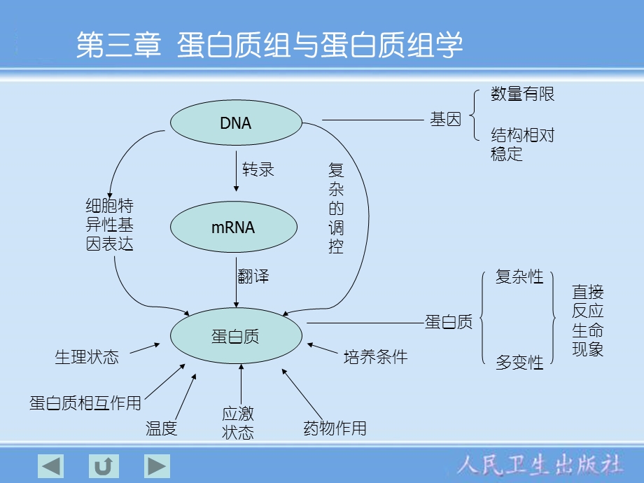 白质组与蛋白质组学.ppt_第2页