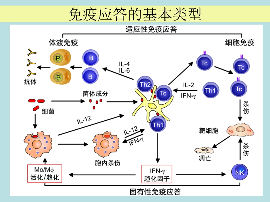 树突状细胞的生物学特性与应用09级研究生.ppt_第2页