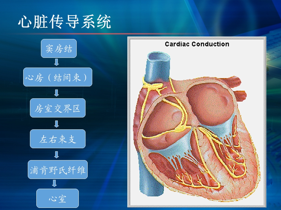 常见心律失常心电.ppt_第3页