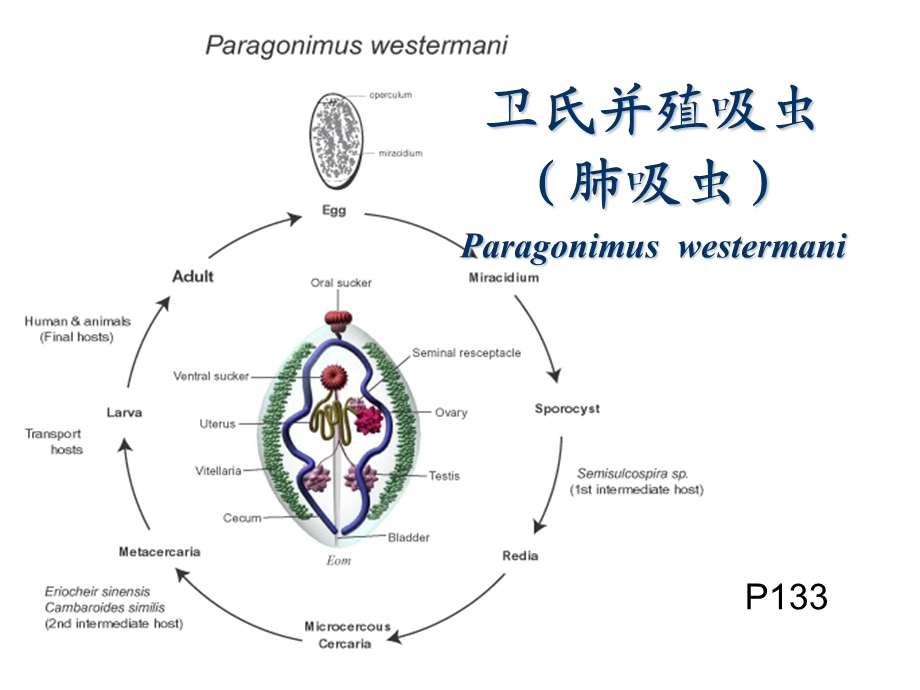 成教医学寄生虫学-第四次.ppt_第2页