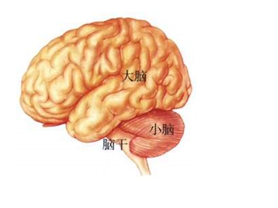 生物神经系统与神经调节.ppt_第3页