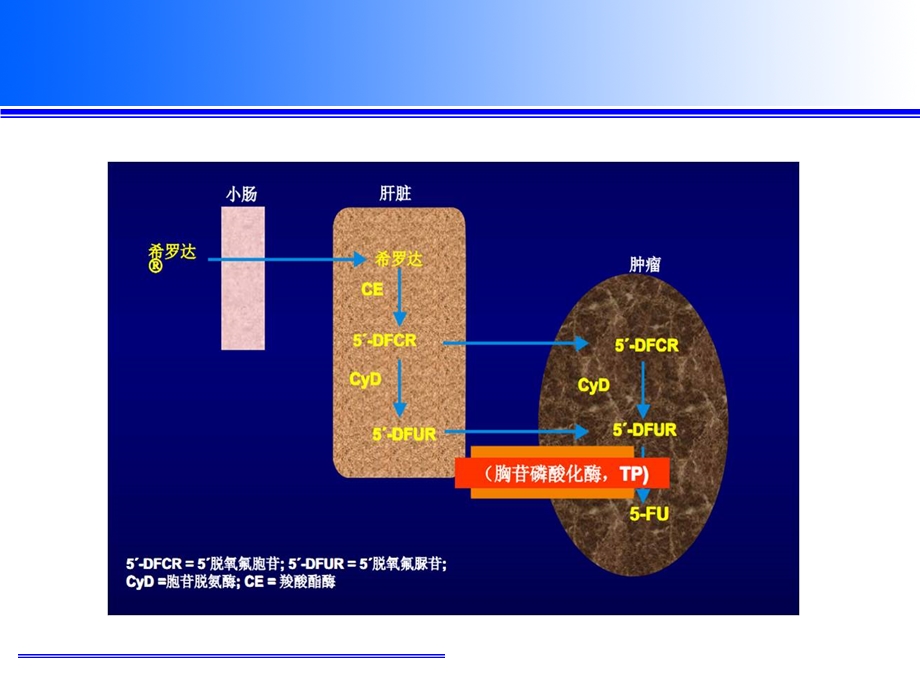 卡培他滨作用机制耐药及逆转.ppt_第3页