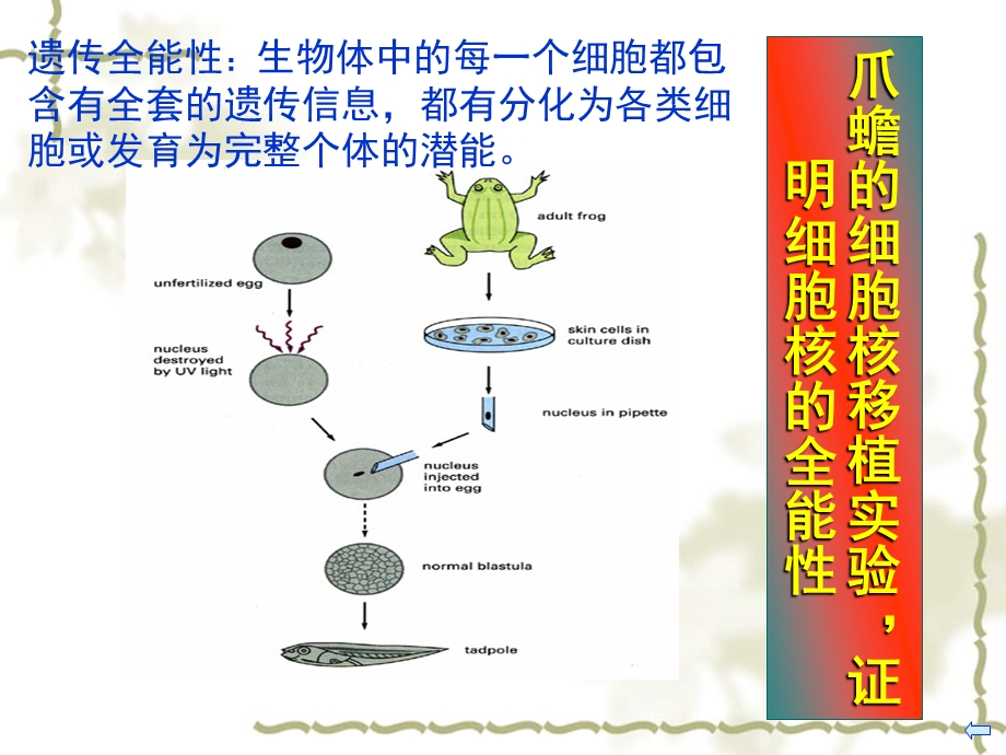 03第三章临床细胞的概念与分子基础.ppt_第2页