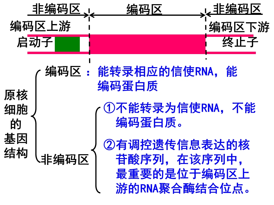 基因工程的基本操作程序一.ppt_第3页