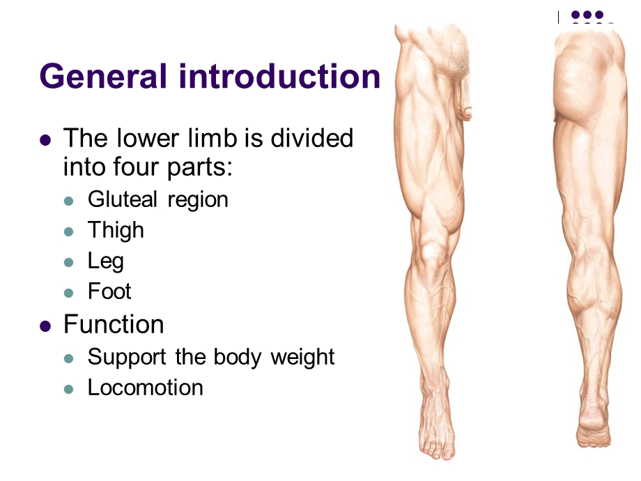 局解小腿Lowerlimb.ppt_第2页