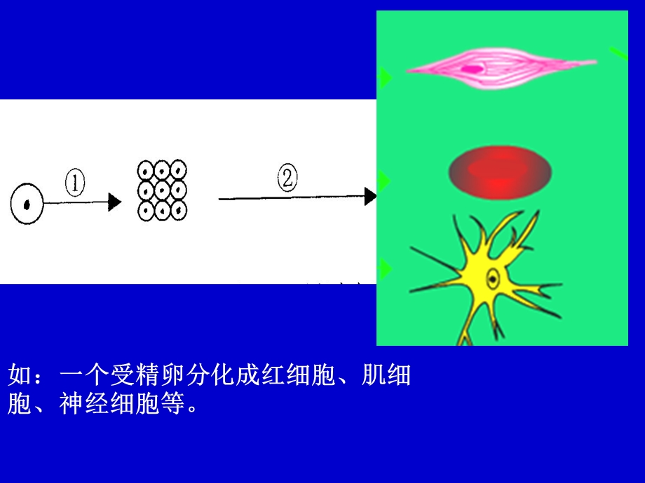 6.2细胞的分化衰老癌变.ppt_第3页