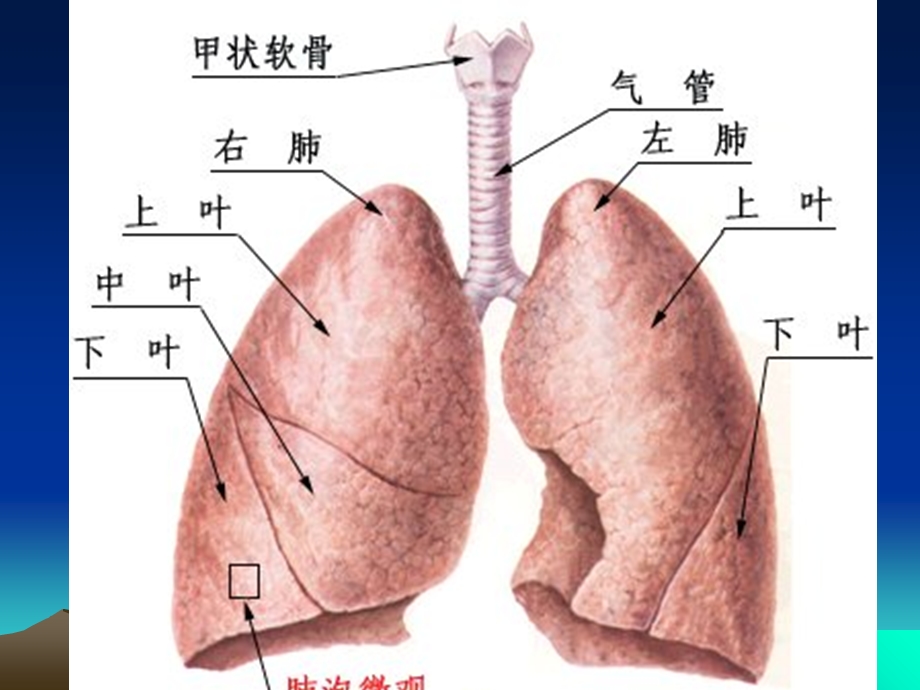 急性支气管炎的基本内容PPT.ppt_第2页