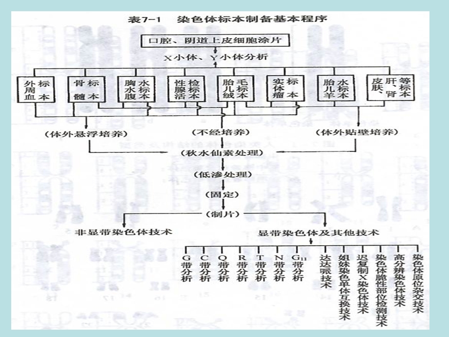 教学课件：第七章人类染色体.ppt_第3页