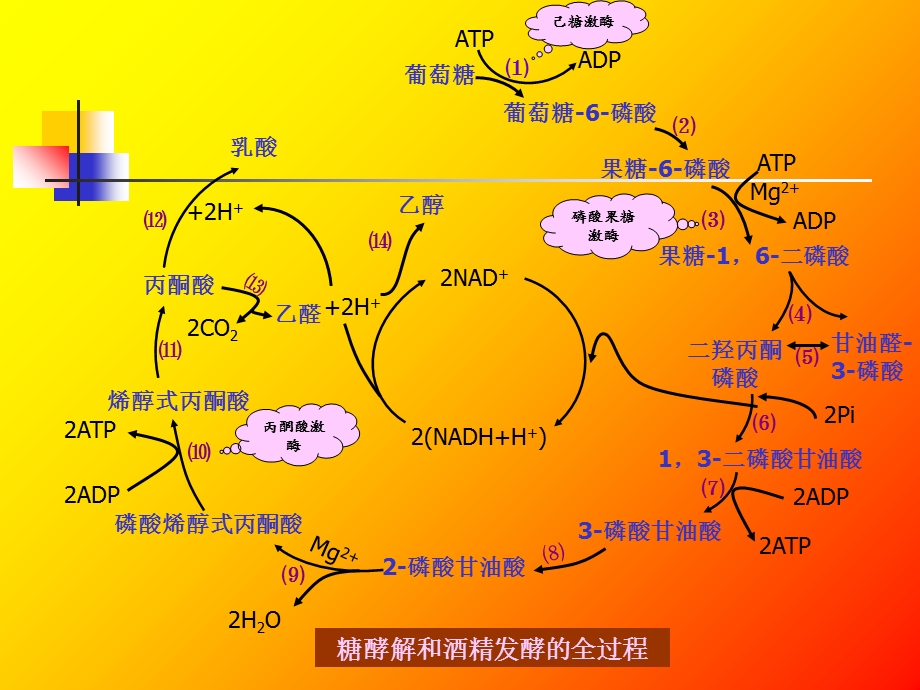 微生物发酵主要产品.ppt_第3页