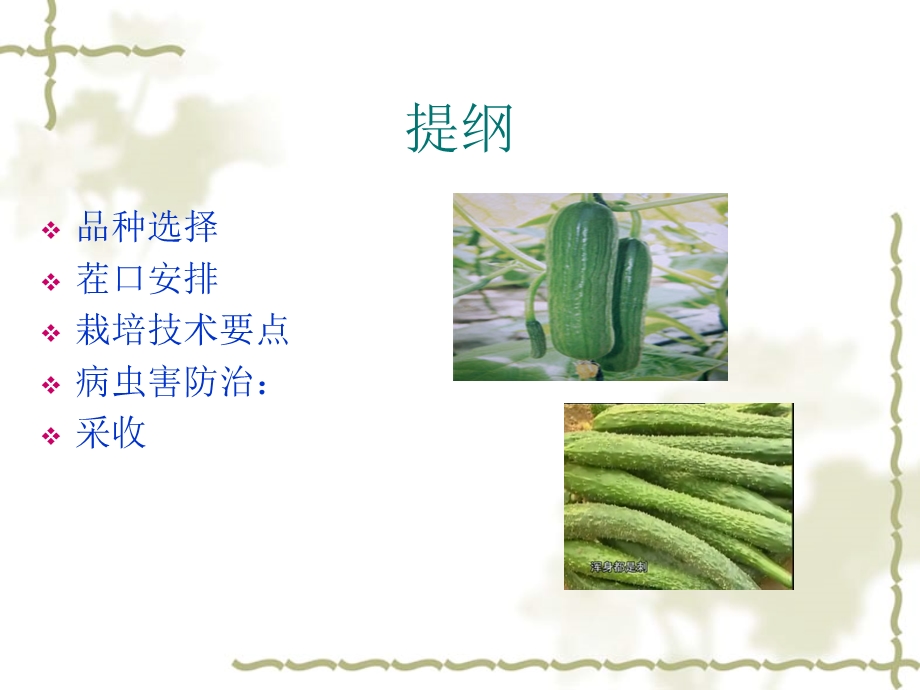 水果黄瓜栽培技术 (2).ppt_第2页