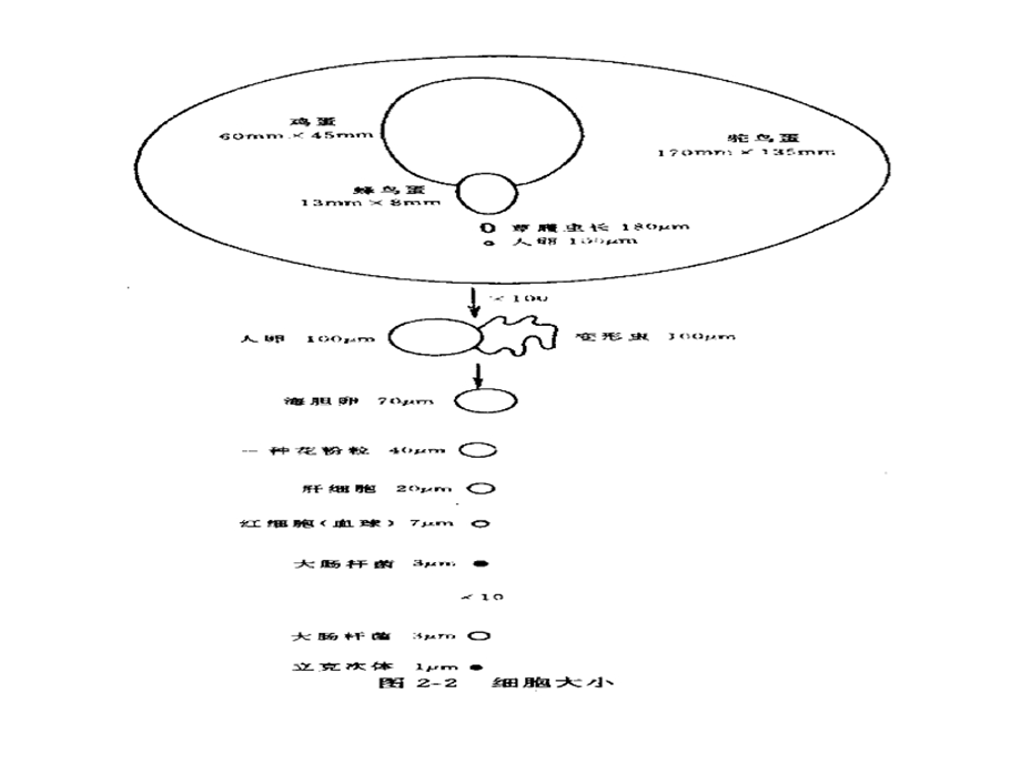 生命科学与健康-第02章-细胞生物学基础.ppt_第3页