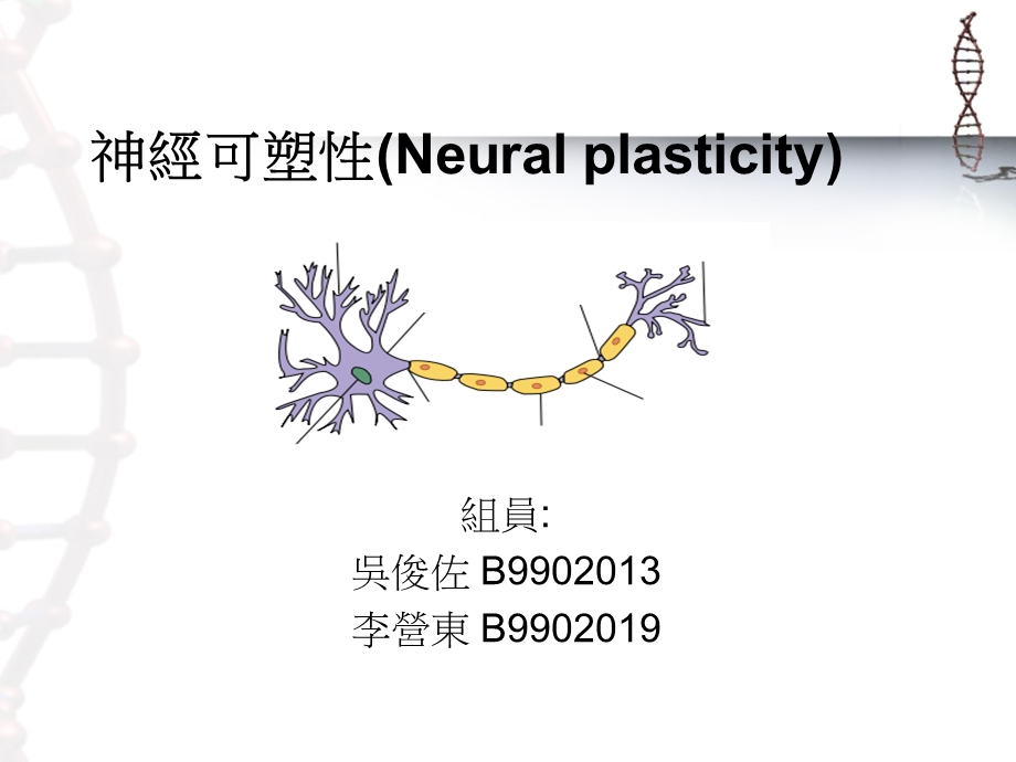 神经可塑性(Neuralplasticity).ppt_第1页