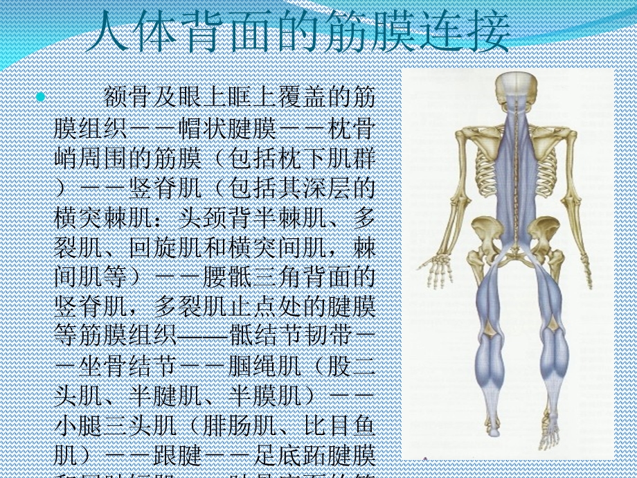 筋膜连接系统解剖.ppt_第1页
