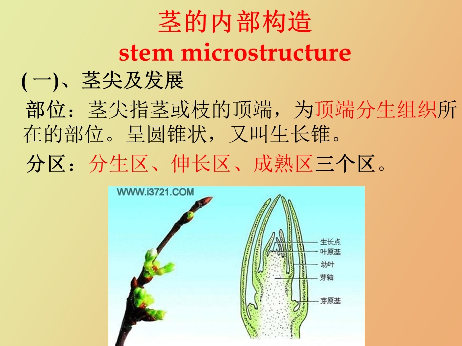 茎的内部构造.ppt_第3页