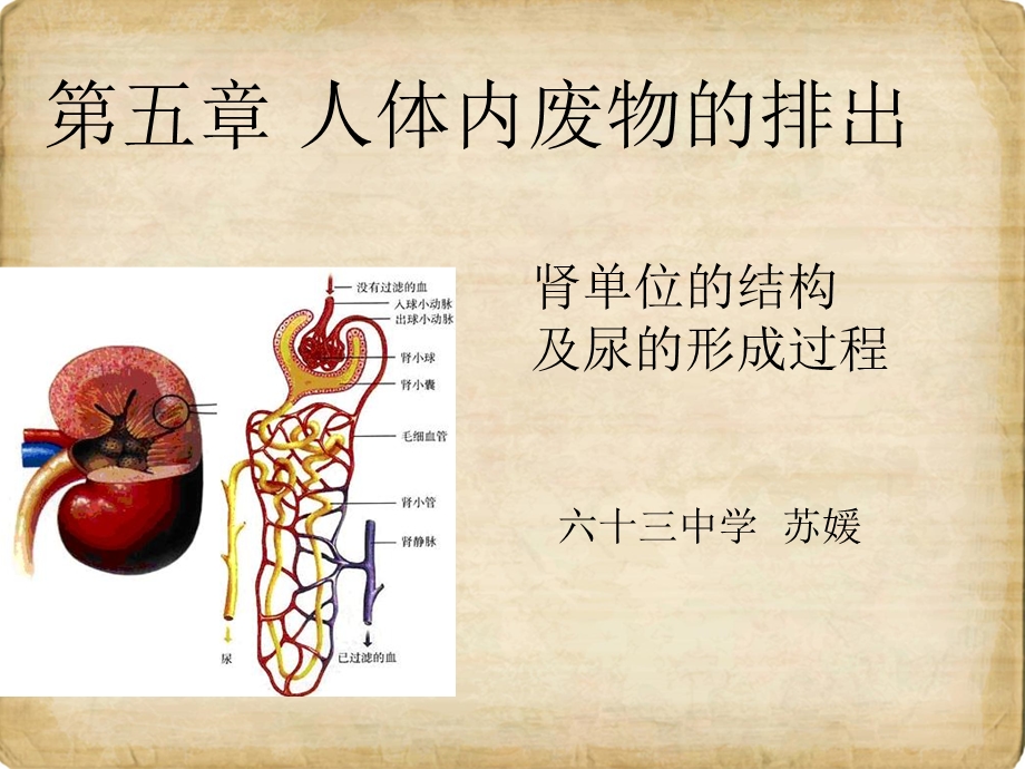 课件第五章人体内废物的排除.ppt_第1页