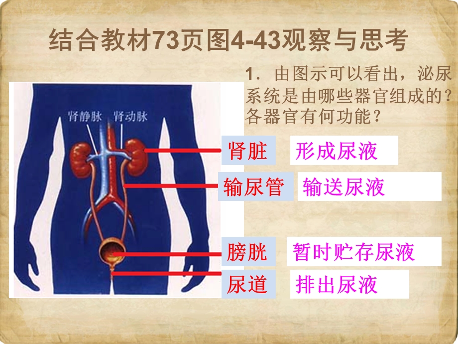 课件第五章人体内废物的排除.ppt_第2页