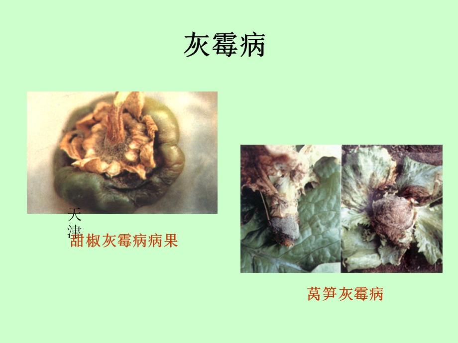 蔬菜主要病虫害分析.ppt_第3页