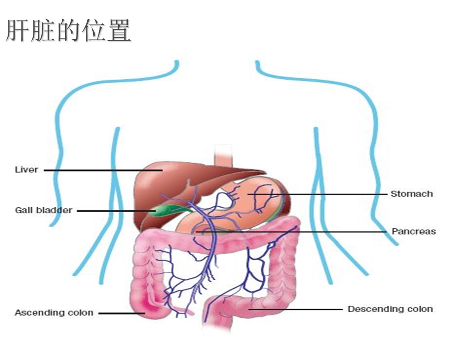 干扰素与肝病-河北大三阳医院.ppt_第2页