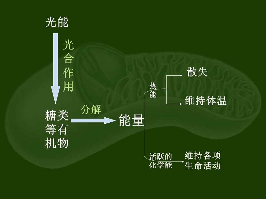 高二生物会考and自主招生高二生物新陈代谢与A.ppt_第2页