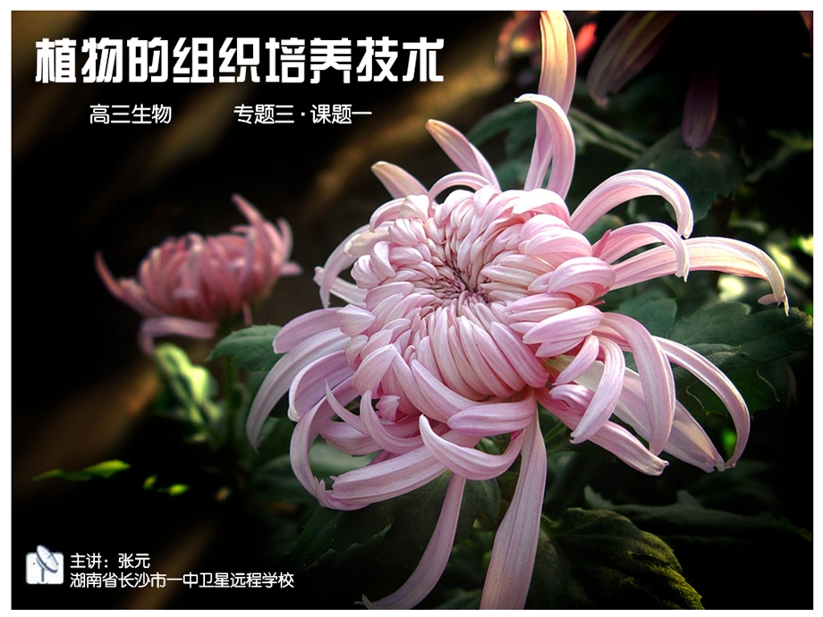 高三生物《专题3课题1菊花的组织培养》.ppt_第1页