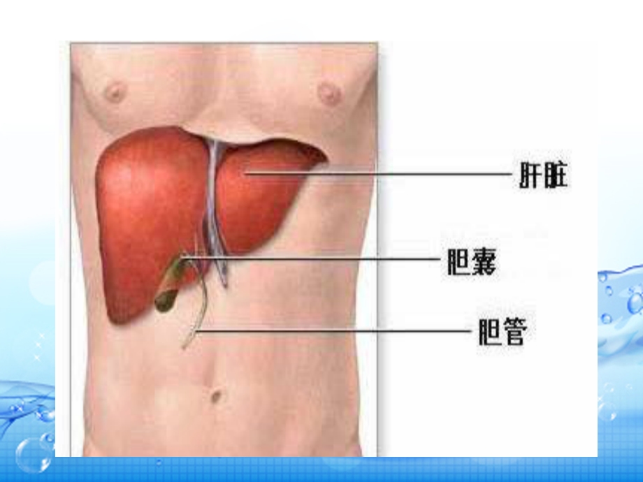 肝胆脾胰的解剖及生理功能.ppt_第3页