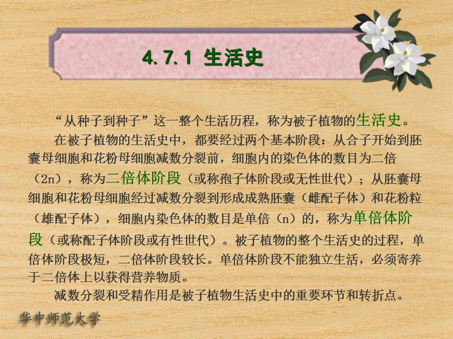 被子植物的生活史.ppt_第3页