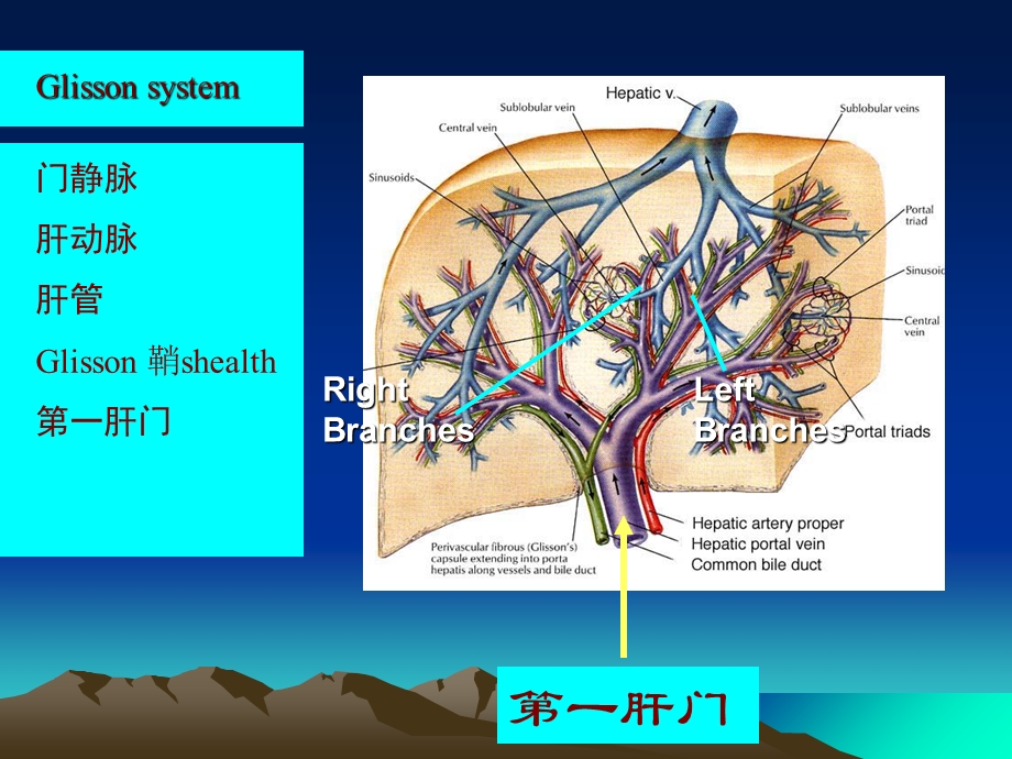 肝胆脾胰基本切面.ppt_第2页