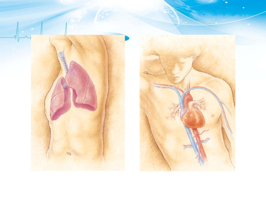 胸部课件影像解剖.ppt_第2页